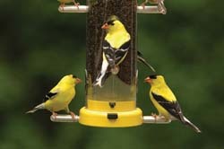 WBU Q-C Finch Feeder w/Goldfinches