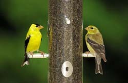 Male on Left/ Female on Right