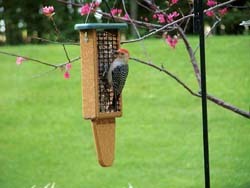 WBU Double Tail Prop w/Red-bellied Woodpecker