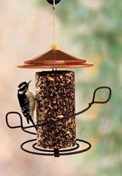 Downy Woodpecker on Seed Cylinder Feeder