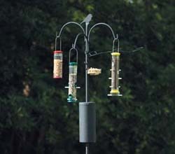 APS System w/Baffle to Stop Squirrels