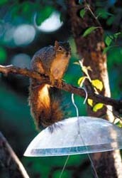 Baffled Fox Squirrel 