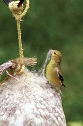 Goldfinch with Nesting Material