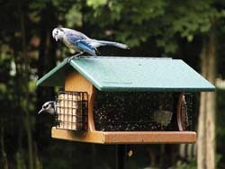 WBU Ranchette Retreat w/Blue Jays