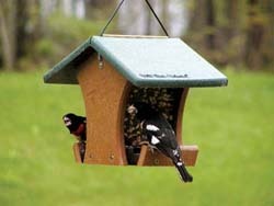 WBU Classic Too Feeder w/Rose-breasted Grosbeaks