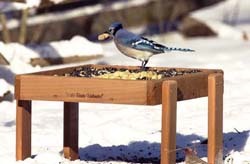 WBU Ground Feeder w/Blue Jay