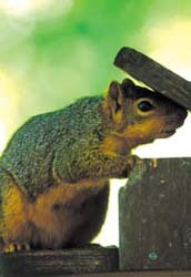 Fox Squirrel on Feeder