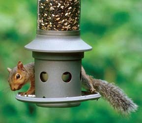 Squirrel on Eliminator