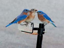 Bluebirds on Mealworm Feeder