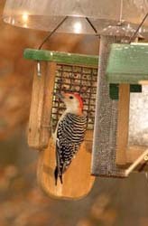 Red-Bellied Woodpecker on Tailprop Feeder