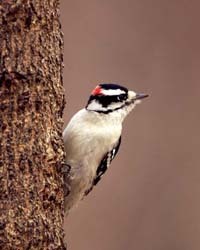 Male Downy Woodpecker