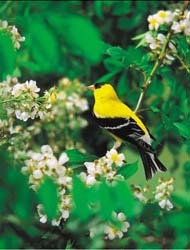 Male Goldfinch