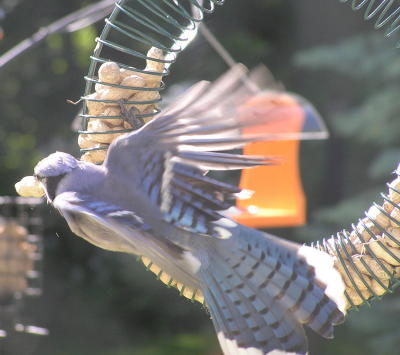 Blue Jay Stealing Peanuts
