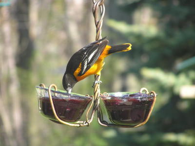 Male Baltimore Oriole on Copper Feeder