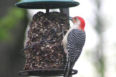 Red-Bellied Woodpecker on Seed Cylinder