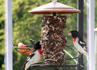 Male Rose-Breasted Grosbeaks on Seed Cylinder