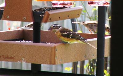 Rose-breasted Grosbeak (female) on Recycled Feeder by Lynne Jones