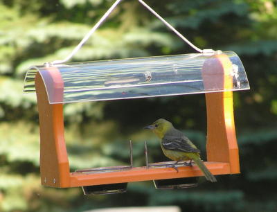 Orchard Oriole (female) on Recycled Oriole Feeder