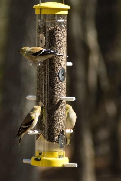Goldfinches in Winter Colors
