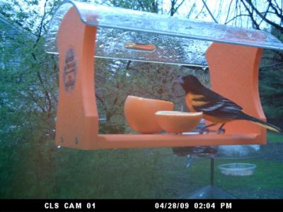 Baltimore Oriole on Recycled Oriole Feeder by Lucie Crocker