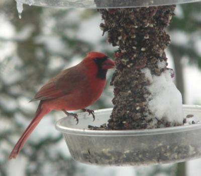 Cardinal on Dinner Bell w/ Cranberry Fare by Joan Elevich