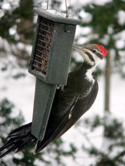 Pileated Woodpecker (female) on Tail Prop by Joan Elevich