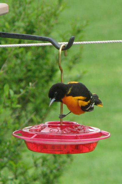 Baltimore Oriole on WBU Ruby Feeder by Bob & Dawn Carrick