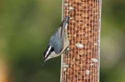 Red-breasted Nuthatch on Peanut Feeder