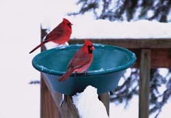 Heated birdbath