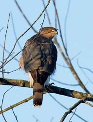 Coopers Hawk