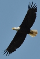Bald Eagle by Richard Miller