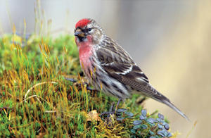 Common Redpoll