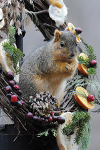 Squirrel