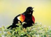 Red-wingedBlackbird