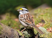 White-throated Sparrow